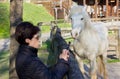 Woman Photographing a White Horse Behind a Wooden Fence Royalty Free Stock Photo