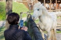 Woman Photographing a White Horse Behind a Wooden Fence Royalty Free Stock Photo