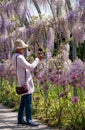 Woman photographs flowers in the Wisteria Walk at RHS Wisley garden, Surrey UK.