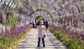 Woman photographs flowers in the Wisteria Walk at RHS Wisley garden, Surrey UK.