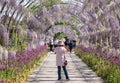 Woman photographs flowers in the Wisteria Walk at RHS Wisley garden, Surrey UK.