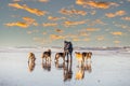 Woman photographs her dogs on beach with phone