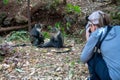 Woman photographs a Syke Monkey family in Nairobi City Park in Kenya Africa, selective focus