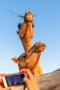 Woman photographs two camels eating in the desert Royalty Free Stock Photo