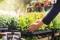 Woman pick flower pot at garden plant nursery store