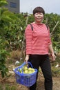 Woman picking guava in the orchard, adobe rgb