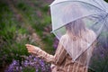 Woman pick lavender flowers with transparent umbrella in summer rain in fields. shallow depth of field photo Royalty Free Stock Photo