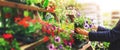 Woman pick petunia flower pot from shelf at garden plant store. copy space Royalty Free Stock Photo