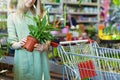 Woman pick potted spathiphyllum flower for her home at indoor plant store Royalty Free Stock Photo