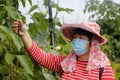 Woman pick Taiwan long fruit mulberry, adobe rgb