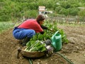 Woman picked fresh chard