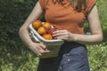 woman picked up a basket of ripe juicy peaches in her orchard