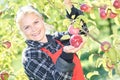 Woman picker portrait in apples orchard Royalty Free Stock Photo