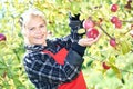 Woman picker portrait in apples orchard Royalty Free Stock Photo