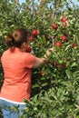 Woman picking apple from tree Royalty Free Stock Photo