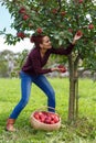 Woman picking apples in a basket Royalty Free Stock Photo