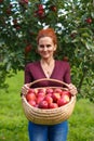 Woman picking apples in a basket Royalty Free Stock Photo