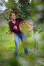 Woman picking apples in a basket Royalty Free Stock Photo