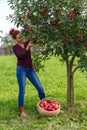 Woman picking apples in a basket Royalty Free Stock Photo