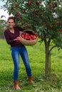 Woman picking apples in a basket Royalty Free Stock Photo