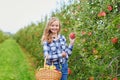 Woman picking apples in orchard or on farm