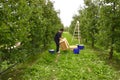 Woman picking apples in the orchard in Resen, Macedonia