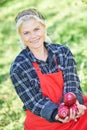 Woman picking apples in orchard Royalty Free Stock Photo