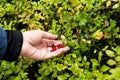 Woman picking berries