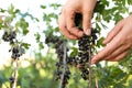 Woman picking black currant berries outdoors Royalty Free Stock Photo