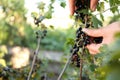 Woman picking black currant berries outdoors, closeup Royalty Free Stock Photo