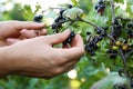 Woman picking black currant berries outdoors, closeup Royalty Free Stock Photo