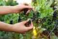 Woman picking black currant berries outdoors Royalty Free Stock Photo