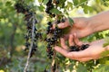 Woman picking black currant berries outdoors Royalty Free Stock Photo