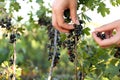 Woman picking black currant berries outdoors, closeup Royalty Free Stock Photo