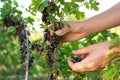 Woman picking black currant berries outdoors, closeup Royalty Free Stock Photo