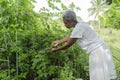 Woman Picking Black Raspberries Royalty Free Stock Photo