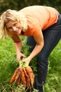 Woman picking carrots