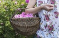 Woman picking color of oilseed roses Royalty Free Stock Photo