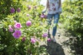 Woman picking color of oilseed roses Royalty Free Stock Photo