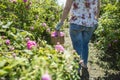 Woman picking color of oilseed roses Royalty Free Stock Photo