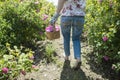 Woman picking color of oilseed roses Royalty Free Stock Photo