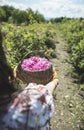 Woman picking color of oilseed roses Royalty Free Stock Photo