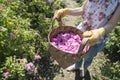 Woman picking color of oilseed roses Royalty Free Stock Photo