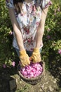 Woman picking color of oilseed roses Royalty Free Stock Photo