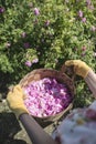 Woman picking color of oilseed roses Royalty Free Stock Photo