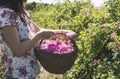 Woman picking color of oilseed roses Royalty Free Stock Photo