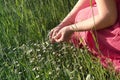 Woman picking daisies Royalty Free Stock Photo