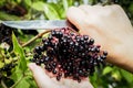 Woman picking elderberry. Closeup view of elderberry`s bunch over green leaves. Selective focus