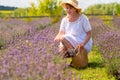 Woman picking fresh lavender in a farm field in summer Royalty Free Stock Photo
