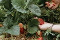 Woman picking fresh red strawberries on organic strawberry farm Royalty Free Stock Photo